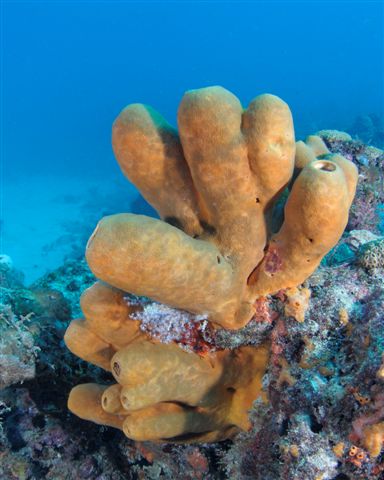 Dive With South Florida Diving Headquarters